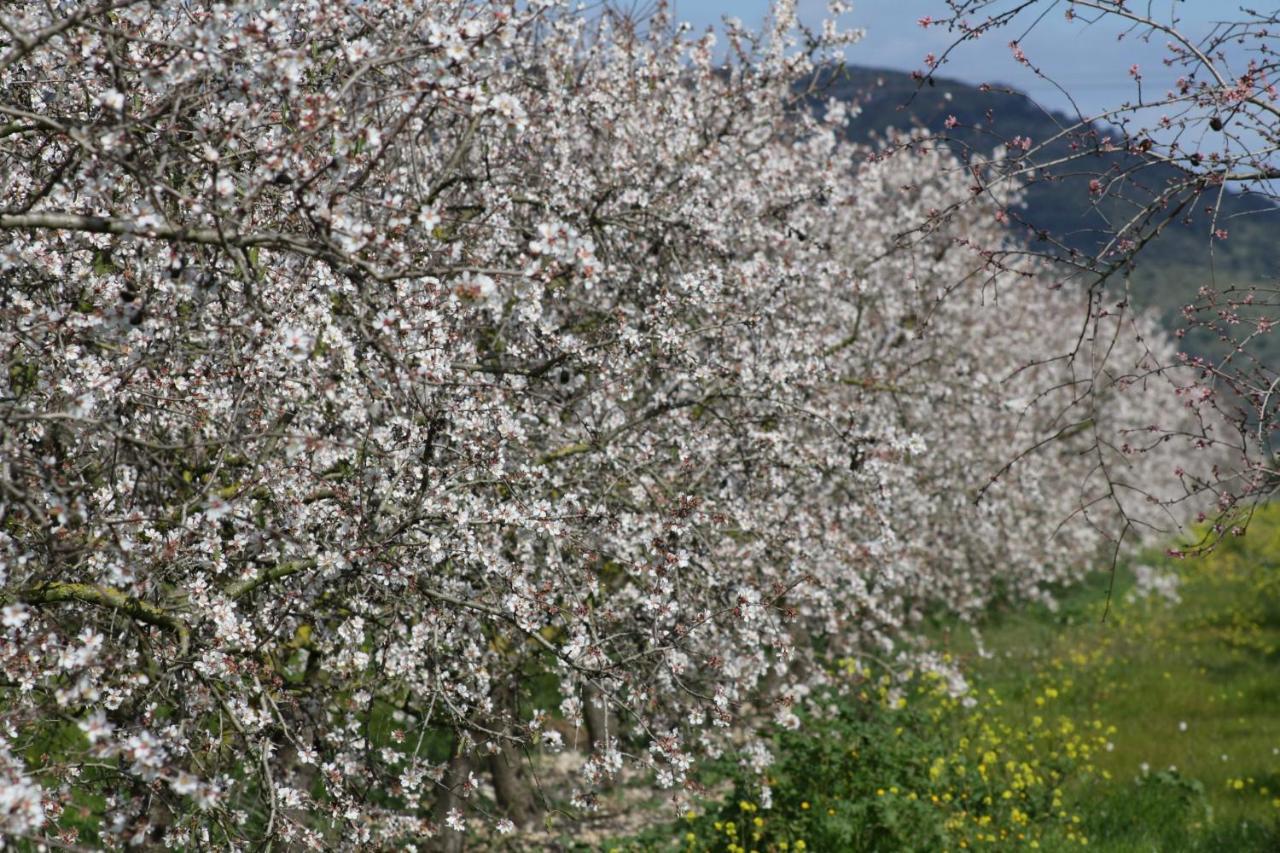 184 Finca Estret Etv3644 By Mallorca Charme Santa Margalida Dış mekan fotoğraf